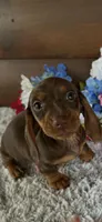 Maddie, a male Miniature Dachshund for sale in Lake City, FL – Photo 1 of 3