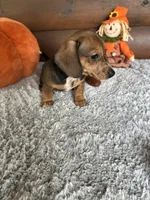 Mandy, a female Miniature Dachshund for sale in Lake City, FL – 3 of 4