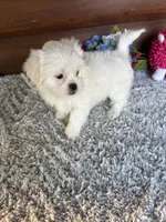 Missy, a female Shih Tzu and Mal Shi for sale in Lake City, FL – 2 of 3