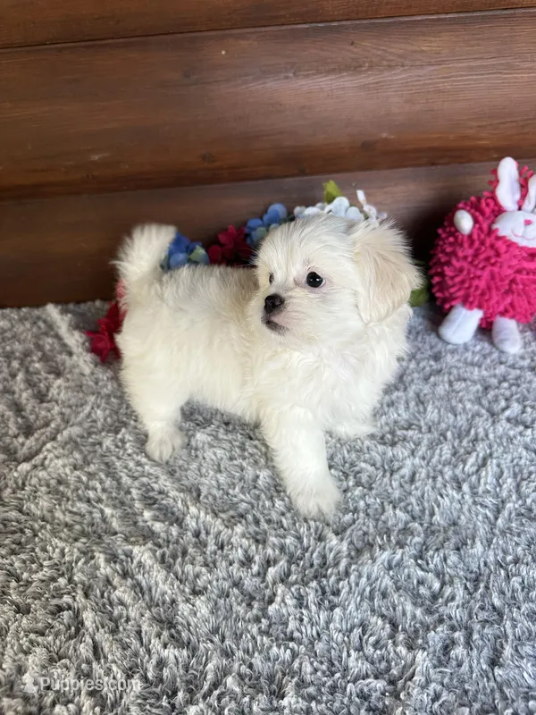 Missy – Shih Tzu, Mal Shi puppy for sale in Lake City, FL