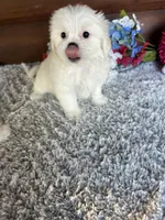 Missy, a female Shih Tzu and Mal Shi for sale in Lake City, FL – 3 of 3