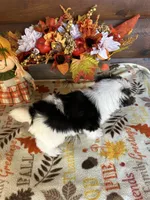 Max/hold, a male Yorkshire Terrier and Morkie for sale in Lake City, FL – 2 of 3