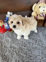 Max, a male Morkie for sale in Lake City, FL – Photo 3 of 3