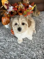 Tabby, a female Yorkshire Terrier and Morkie for sale in Lake City, FL – 3 of 4