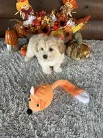 Tabby, a female Yorkshire Terrier and Morkie for sale in Lake City, FL – 4 of 4