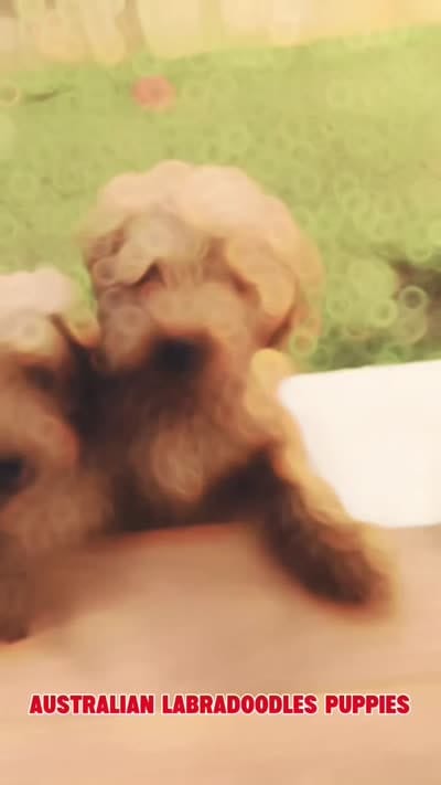 Facility video