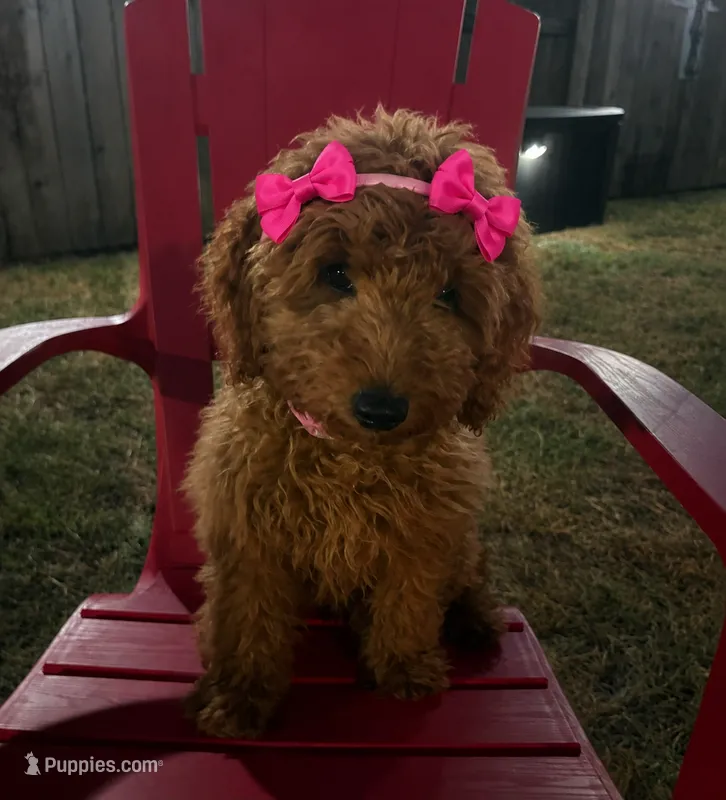 Pink Girl – Goldendoodle puppy for sale in Houston, TX