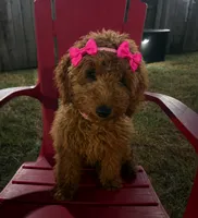 Pink Girl, a female Goldendoodle for sale in Houston, TX – 1 of 10