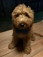Dark Blue Boy, a male Goldendoodle for sale in Houston, TX – 3 of 6