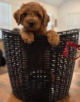Red Boy, a male Double Doodle for sale in New Caney, TX – 5 of 8