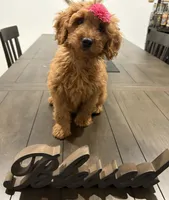 Pink Girl, a female Double Doodle for sale in New Caney, TX – 4 of 8