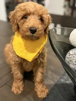Yellow Boy, a male Double Doodle for sale in New Caney, TX – 4 of 6