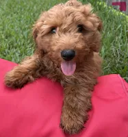 Pink Girl, a female Double Doodle for sale in New Caney, TX – 6 of 8