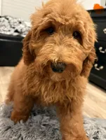 Orange Girl, a female Goldendoodle for sale in Houston, TX – 3 of 8