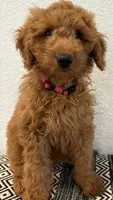 Pink Girl, a female Double Doodle for sale in New Caney, TX – 5 of 8