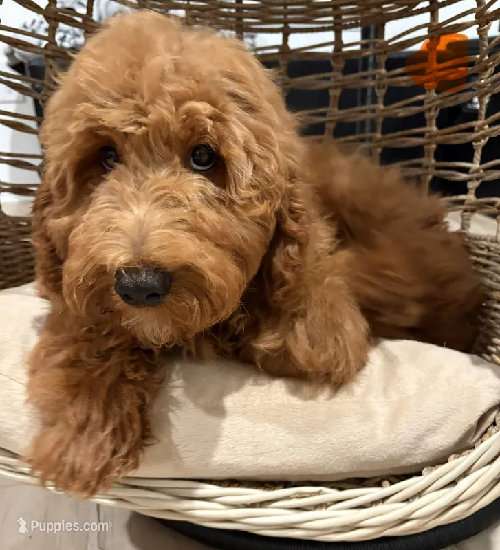 Orange Girl – Goldendoodle puppy for sale in Houston, TX