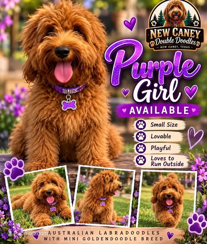 Purple  Girl  – Goldendoodle puppy for sale in Houston, TX