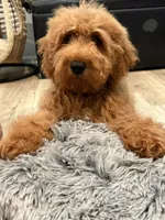 Yellow Boy, a male Goldendoodle for sale in Houston, TX – 2 of 9