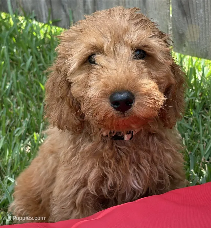 Beige Boy – Double Doodle puppy for sale in New Caney, TX
