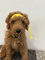 Yellow Boy, a male Double Doodle for sale in New Caney, TX – 3 of 6