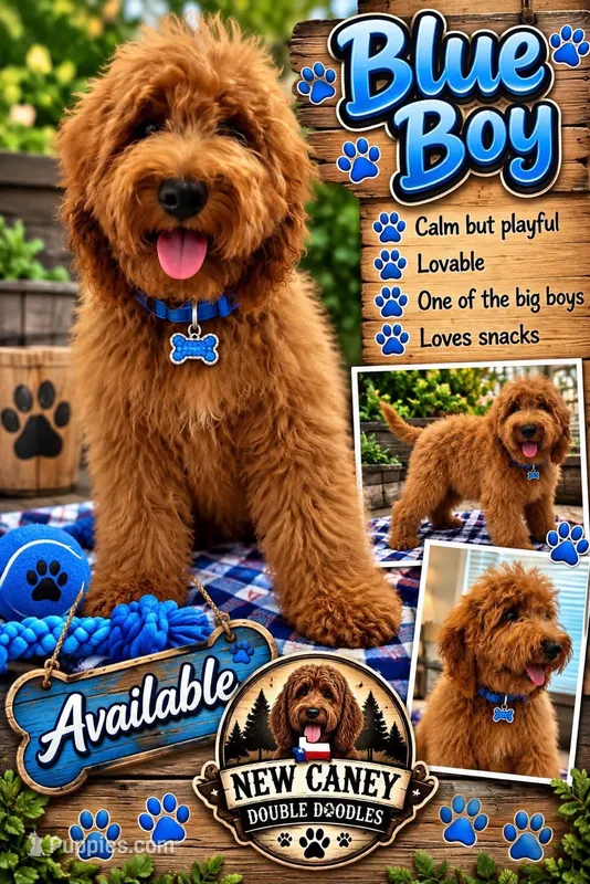 Dark Blue Boy – Goldendoodle puppy for sale in Houston, TX