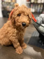 Orange Girl, a female Double Doodle for sale in New Caney, TX – 4 of 5