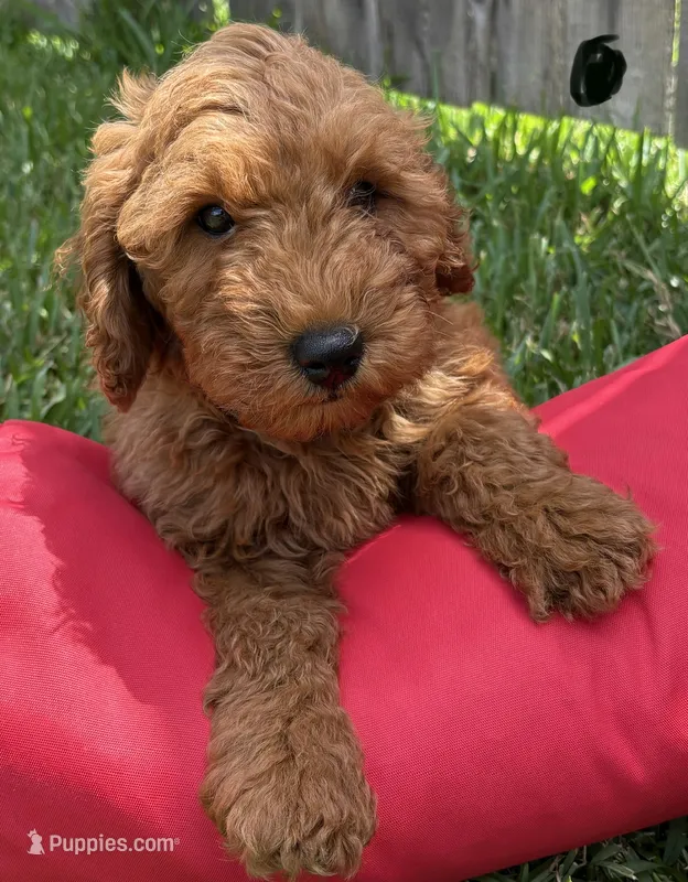 Dark Blue Boy – Double Doodle puppy for sale in New Caney, TX