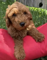 Dark Blue Boy, a male Double Doodle for sale in New Caney, TX – 1 of 6