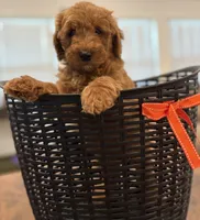 Orange Girl, a female Double Doodle for sale in New Caney, TX – 5 of 5