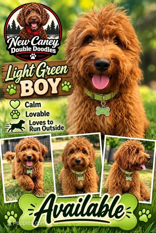 Light Green Boy – Goldendoodle puppy for sale in Houston, TX