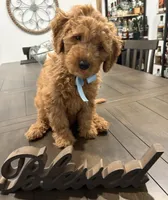 Light Blue Boy, a male Double Doodle for sale in New Caney, TX – 7 of 9