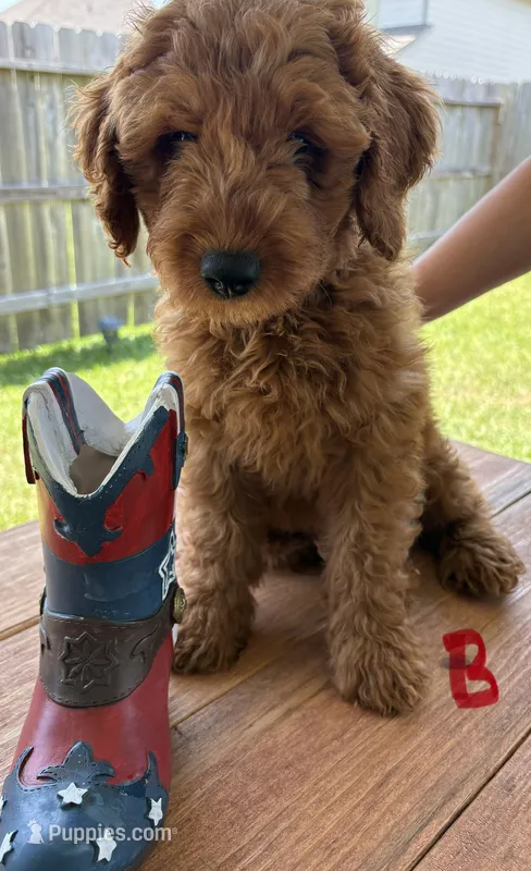Red Boy – Double Doodle puppy for sale in New Caney, TX