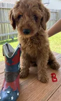 Red Boy, a male Double Doodle for sale in New Caney, TX – 1 of 8