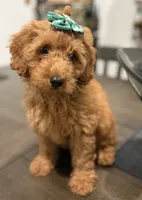 Dark Green Girl , a female Double Doodle for sale in New Caney, TX – 4 of 6
