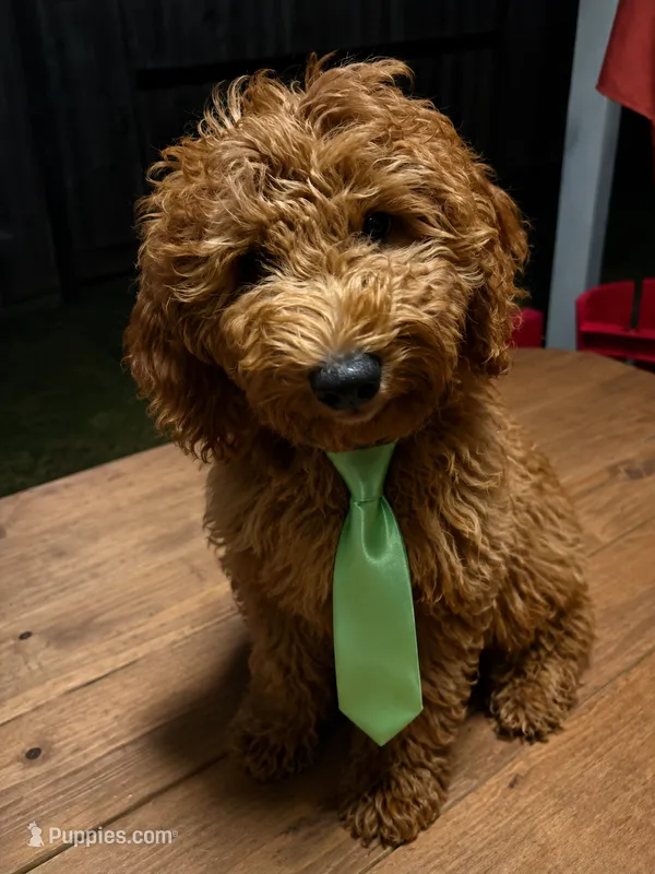 Light Green Boy – Goldendoodle puppy for sale in Houston, TX