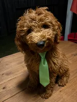 Light Green Boy, a male Goldendoodle for sale in Houston, TX – 1 of 7