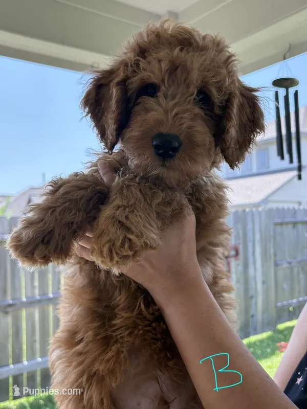 Light Green Boy – Double Doodle puppy for sale in New Caney, TX