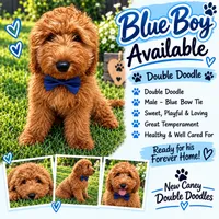 Dark Blue Boy, a male Goldendoodle for sale in Houston, TX – 1 of 6