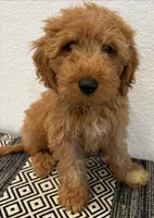 Beige Boy, a male Double Doodle for sale in New Caney, TX – 2 of 6