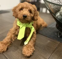 Light Green Boy, a male Double Doodle for sale in New Caney, TX – 8 of 8