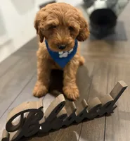 Dark Blue Boy, a male Double Doodle for sale in New Caney, TX – 4 of 6