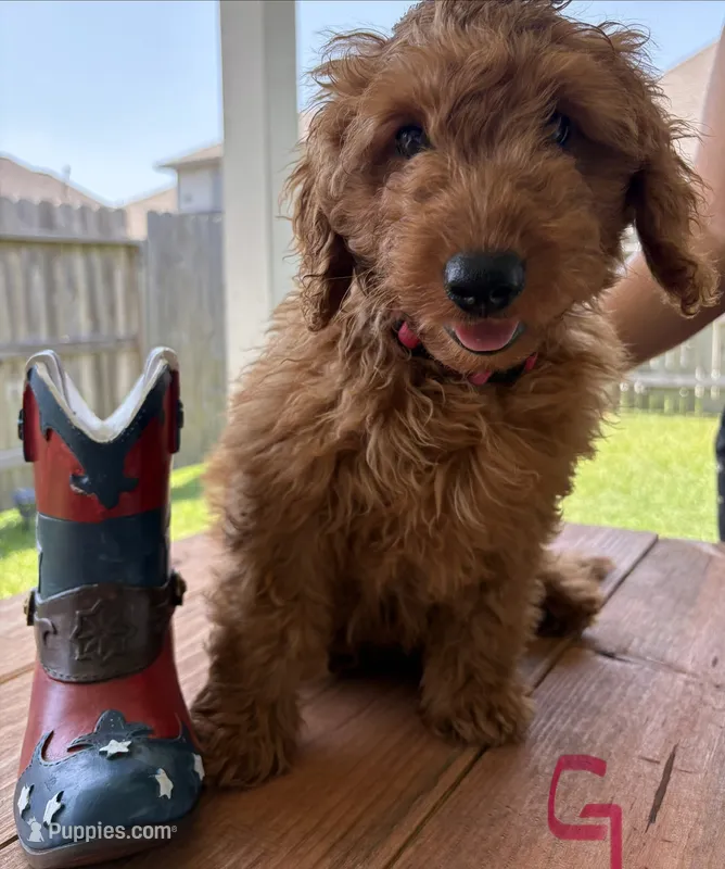 Pink Girl – Double Doodle puppy for sale in New Caney, TX