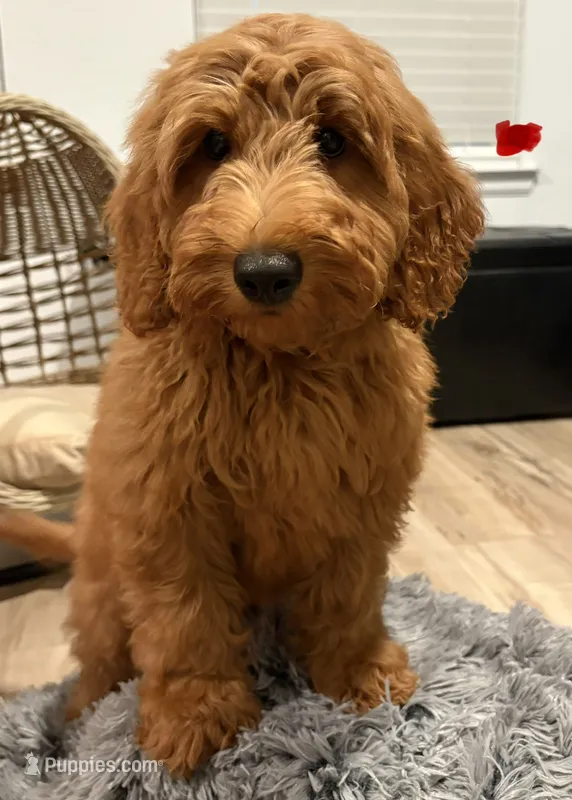 Red Boy – Goldendoodle puppy for sale in Houston, TX