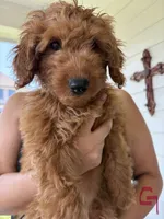 Pink Girl, a female Double Doodle for sale in New Caney, TX – 2 of 8