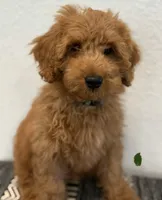 Dark Green Girl , a female Double Doodle for sale in New Caney, TX – 2 of 6