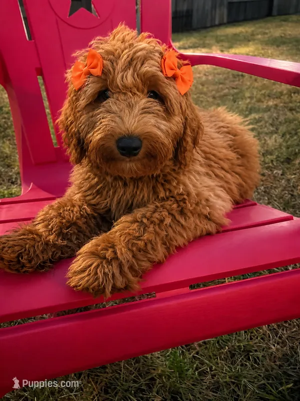 Orange Girl – Goldendoodle puppy for sale in Houston, TX
