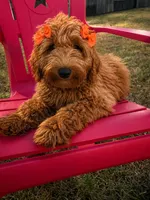 Orange Girl, a female Goldendoodle for sale in Houston, TX – 1 of 8