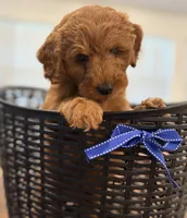 Dark Blue Boy, a male Double Doodle for sale in New Caney, TX – 5 of 6