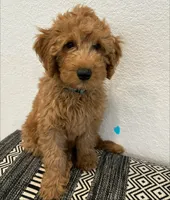 Light Blue Boy, a male Double Doodle for sale in New Caney, TX – 6 of 9