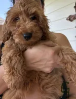 Red Boy, a male Double Doodle for sale in New Caney, TX – 3 of 8